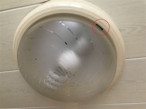浴室燈罩怎麼拆 條紋床單風水